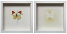 Ecce Papilio | Resurrectio (dittico), 2019 - assemblaggio - coleottero, cartone, spillo in acciaio, legno, acetato, fumigazione, 25,4x25,4x4,5cm (2 elementi), 